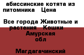 абиссинские котята из питомника › Цена ­ 15 000 - Все города Животные и растения » Кошки   . Амурская обл.,Магдагачинский р-н